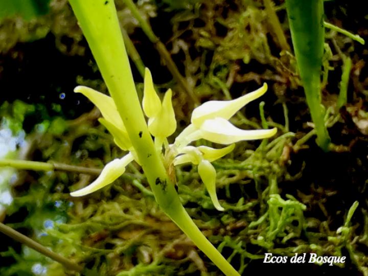 Pleurothallis ruscifolia
