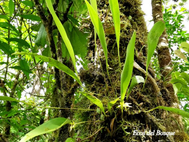 Pleurothallis ruscifolia