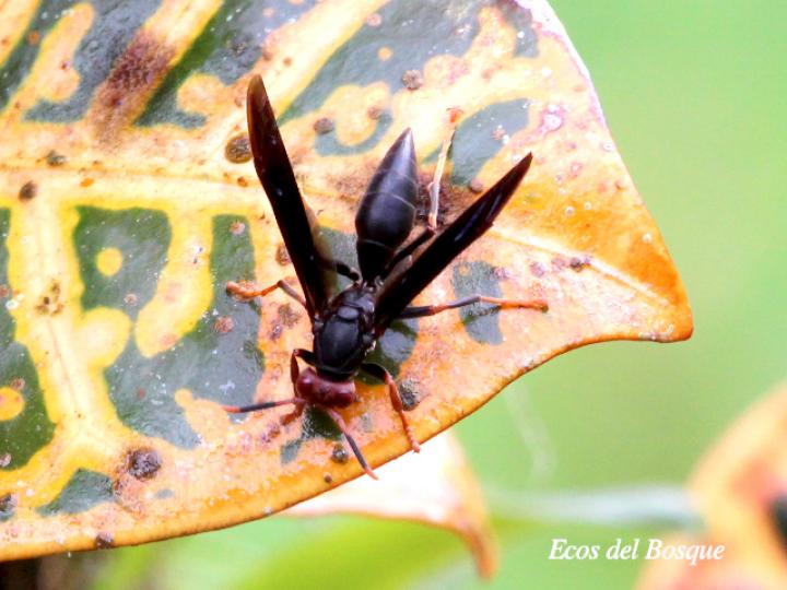 Polistes erythrocephalus (Avispa de papel cabeza roja)