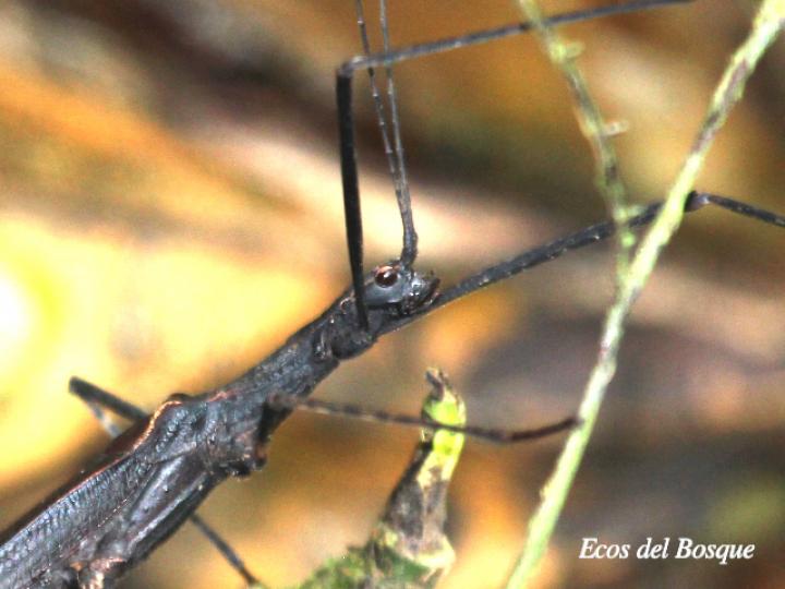 Pseudophasma unicolor (Juan palo)