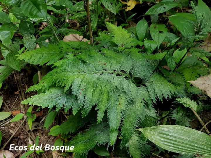 Sellaginella anceps