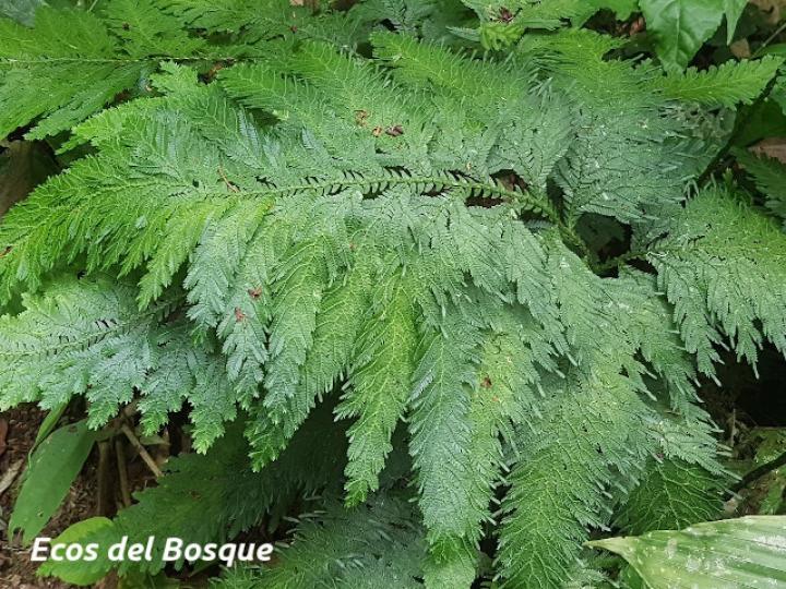 Sellaginella anceps