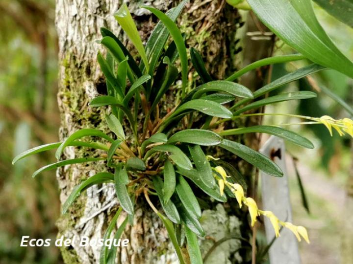 Specklinia costaricensis