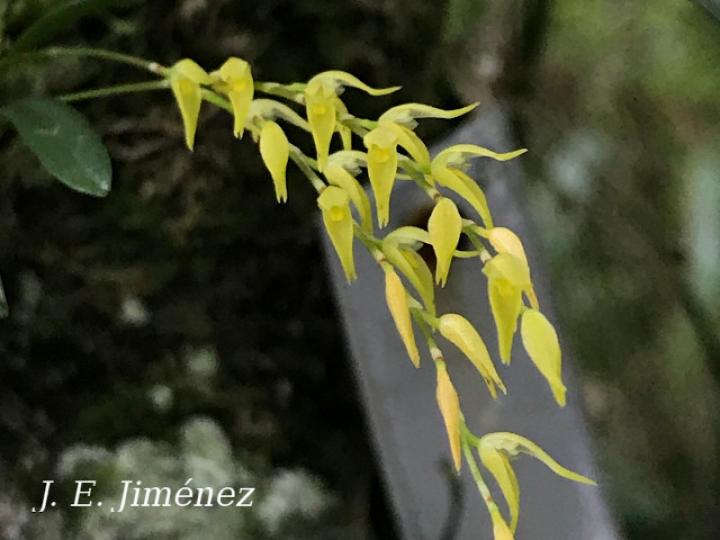 Specklinia costaricensis