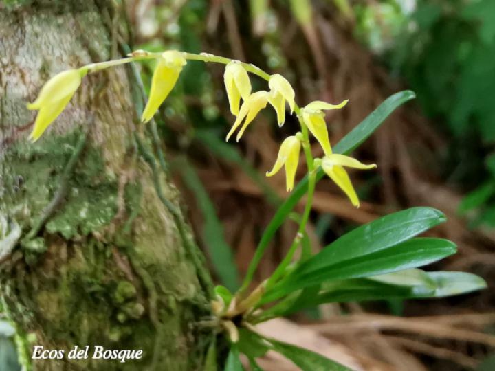Specklinia costaricensis