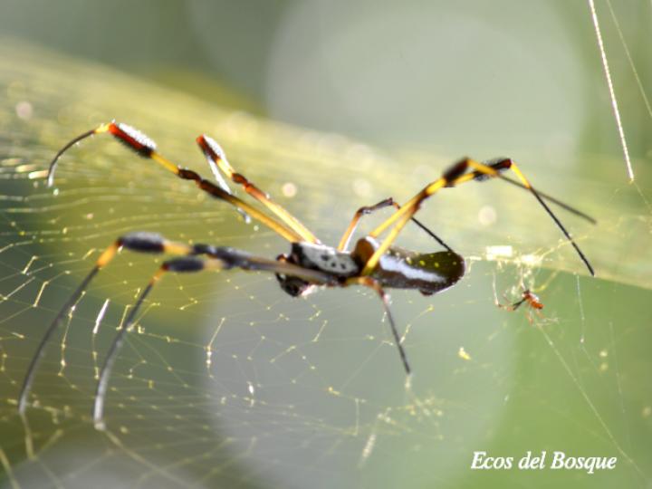 Trichonephila clavipes