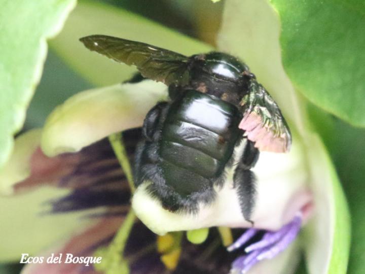 Xylocopa frontalis (Abeja carpintera)