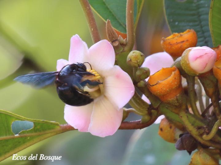 Xylocopa frontalis (Abeja carpintera)