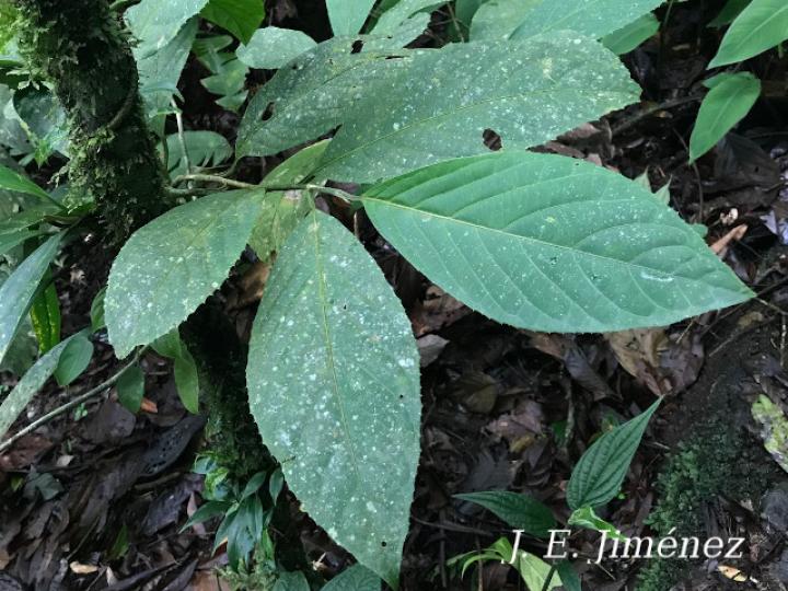 Calatola costaricensis (Azulillo)