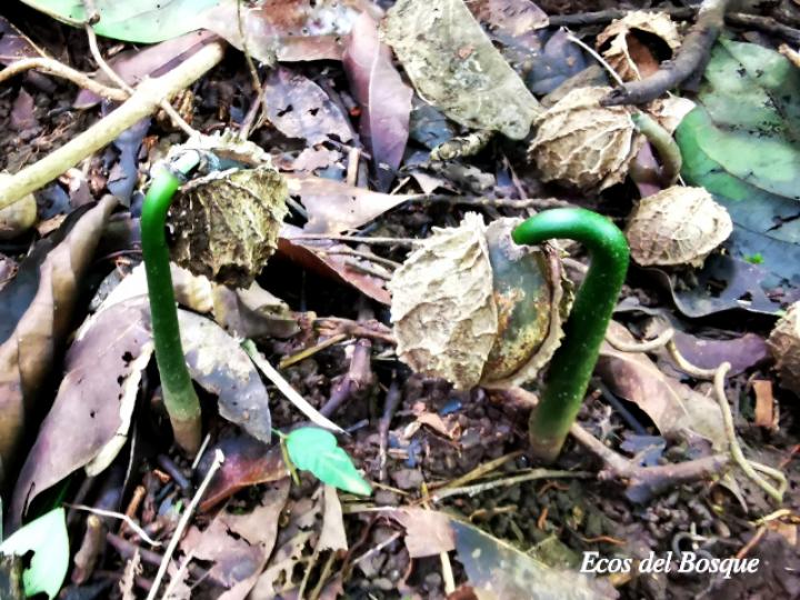 Calatola costaricensis (Azulillo)