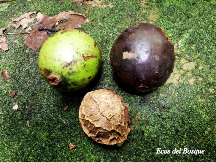 Calatola costaricensis (Azulillo, frutos y semilla)
