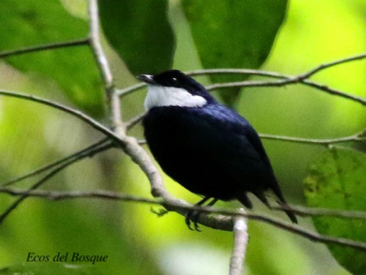 Corapipo altera (Saltarín gorgiblanco)