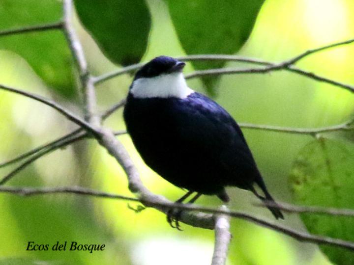 Corapipo altera (Saltarín gorgiblanco)
