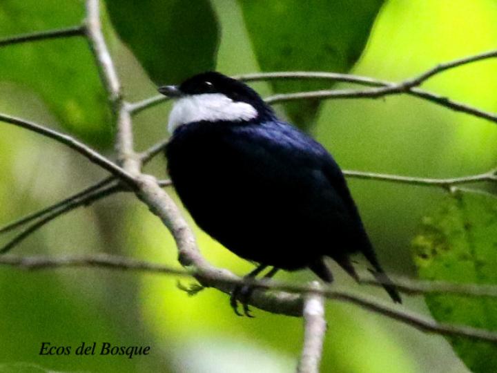 Corapipo altera (Saltarín gorgiblanco)