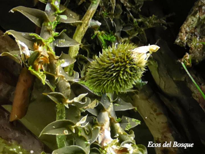 Dichaea poicillantha