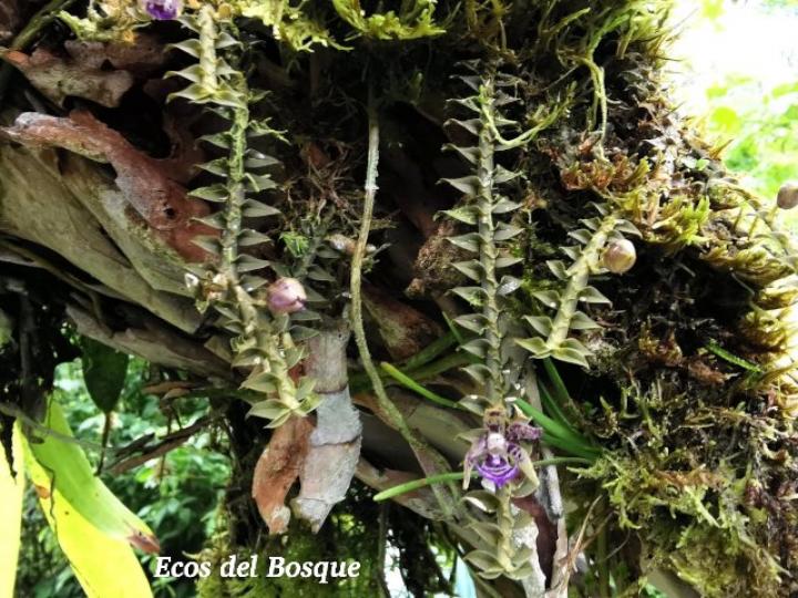 Dichaea poicillantha