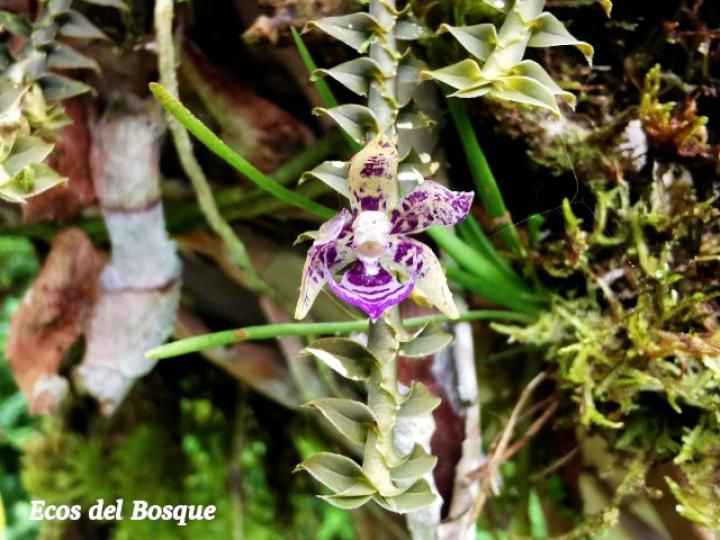 Dichaea poicillantha