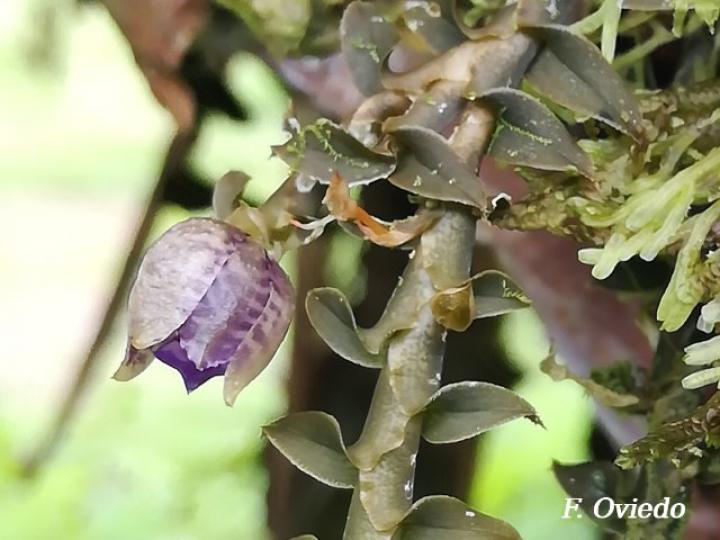Dichaea poicillantha