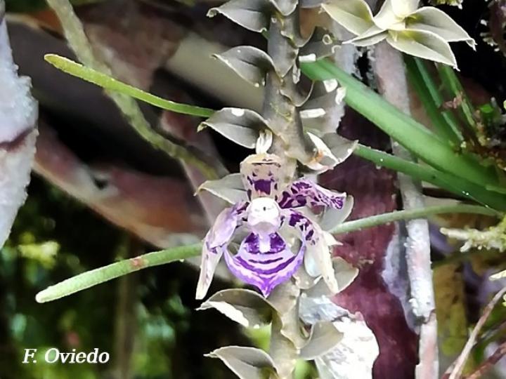 Dichaea poicillantha