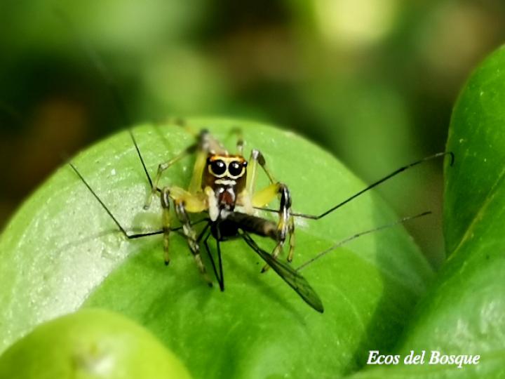Especie salticidae 01 (Araña saltarina)