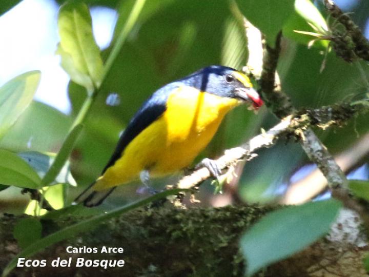 Euphonia hirundinacea (Eufonia gorgiamarilla)