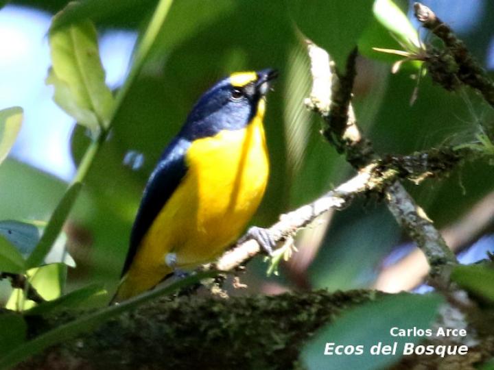 Euphonia hirundinacea (Eufonia gorgiamarilla)