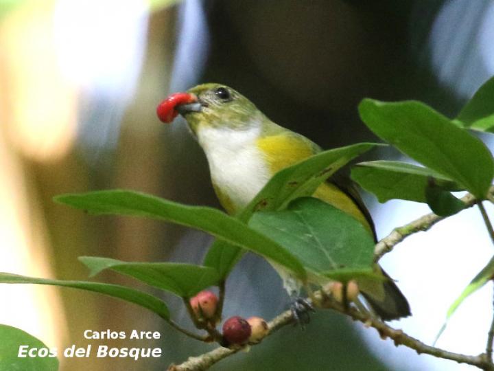 Euphonia hirundinacea (Eufonia gorgiamarilla)