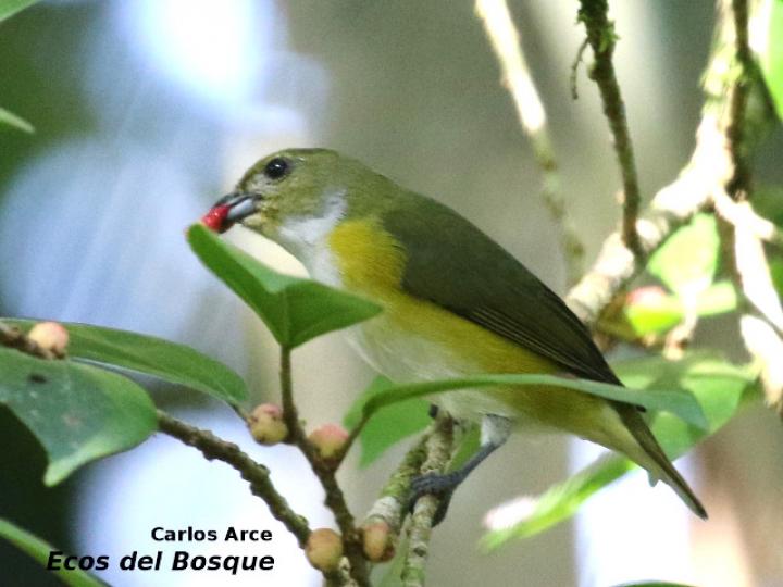 Euphonia hirundinacea (Eufonia gorgiamarilla)