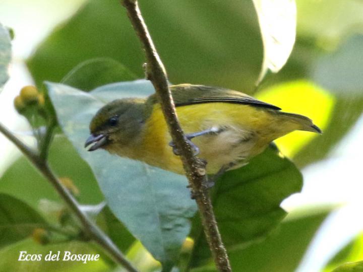 Euphonia hirundinacea (Eufonia gorgiamarilla)
