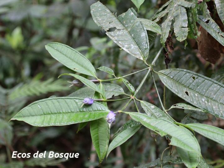 Faramea suerrensis