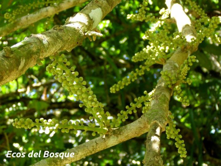 Guarea rhopalocarpa (Cacao de ardilla)