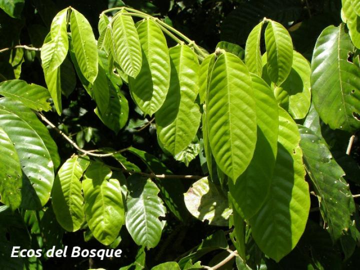 Guarea rhopalocarpa (Cacao de ardilla)