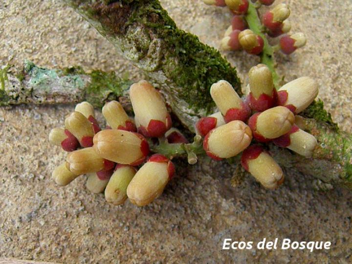 Guarea rhopalocarpa (Cacao de ardilla)