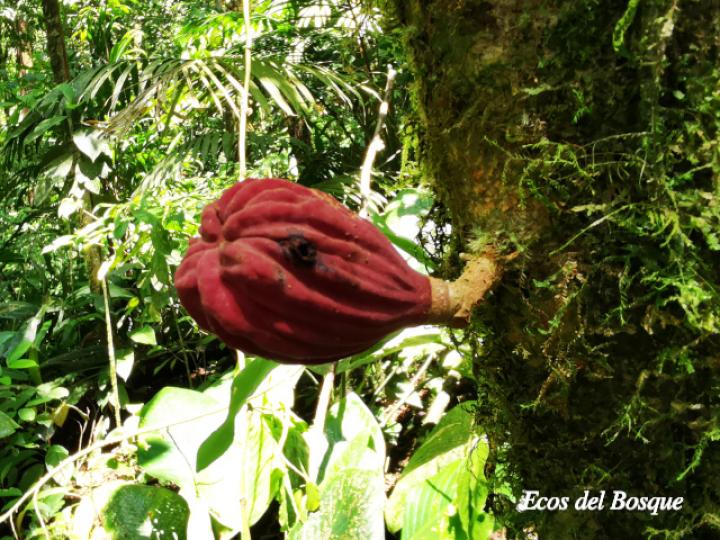 Guarea rhopalocarpa (Cacao de ardilla)