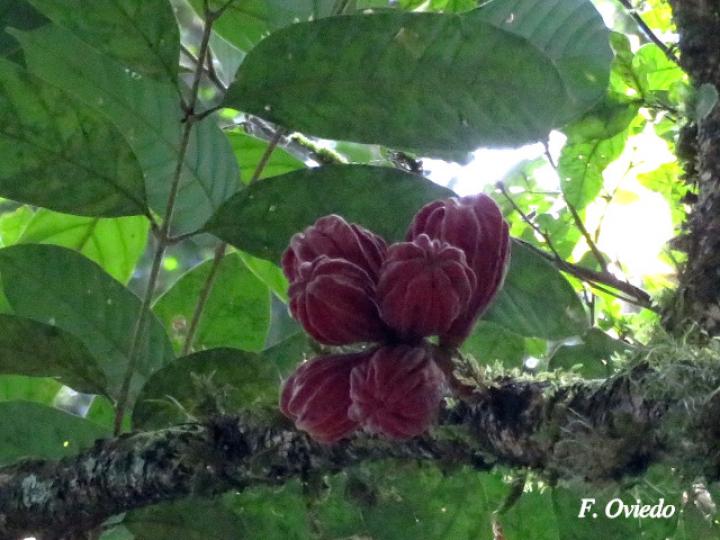 Guarea rhopalocarpa (Cacao de ardilla)