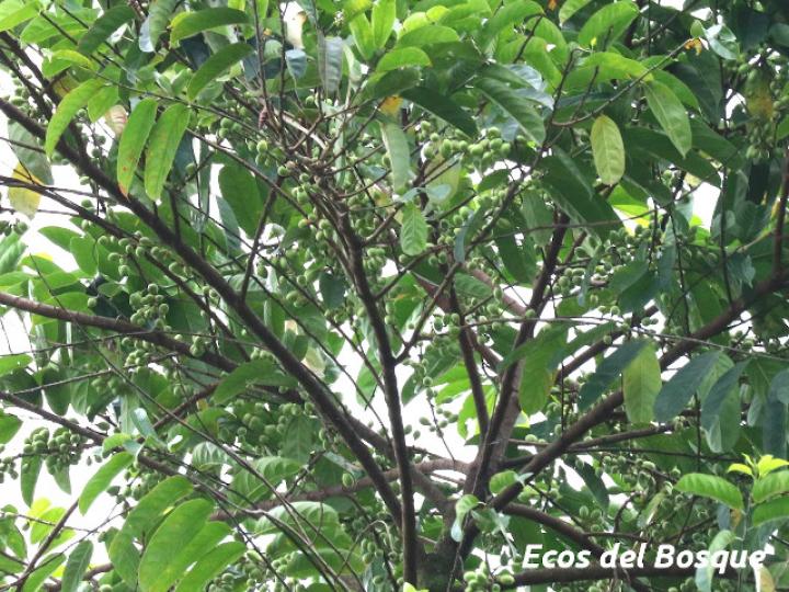 Laetia procera (Manga larga colarada)