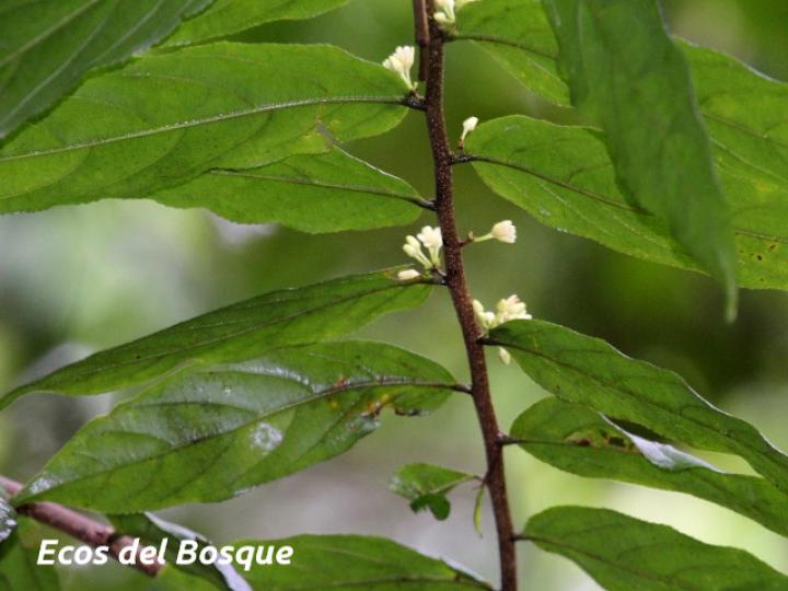 Laetia procera (Manga larga colarada)