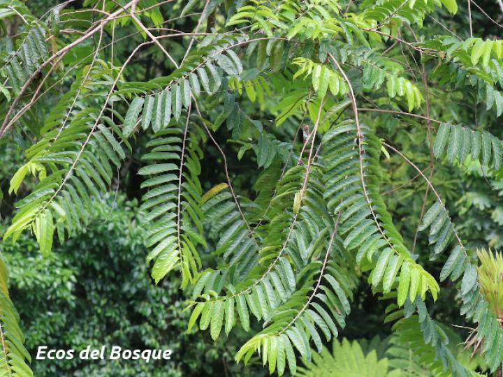 Laetia procera (Manga larga colarada)