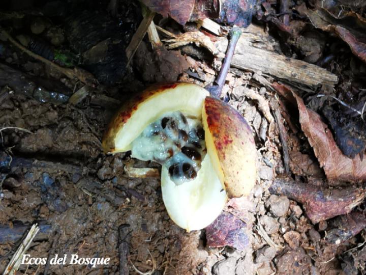 Laetia procera (Manga larga colarada)