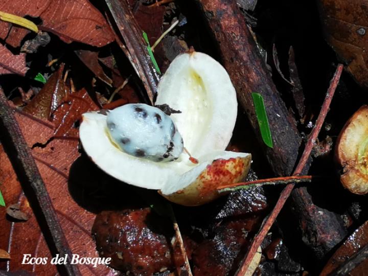 Laetia procera (Manga larga colarada)