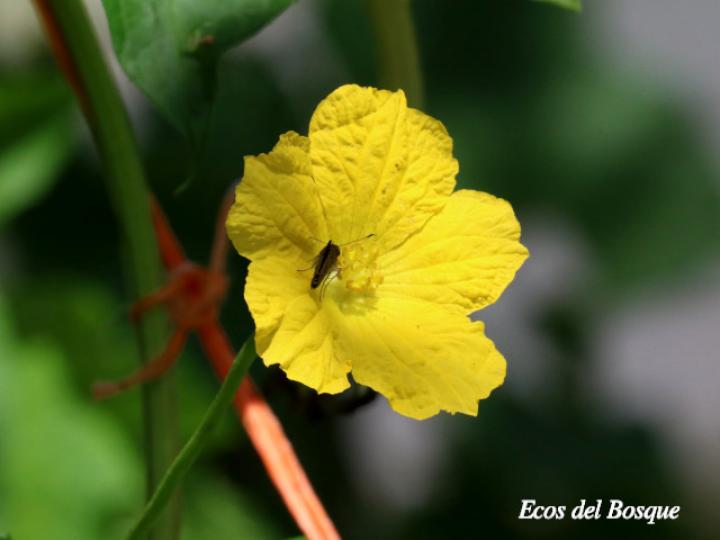 Luffa aegyptiaca (Paste, estopón)