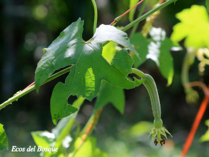 Luffa aegyptiaca (Paste, estopón)