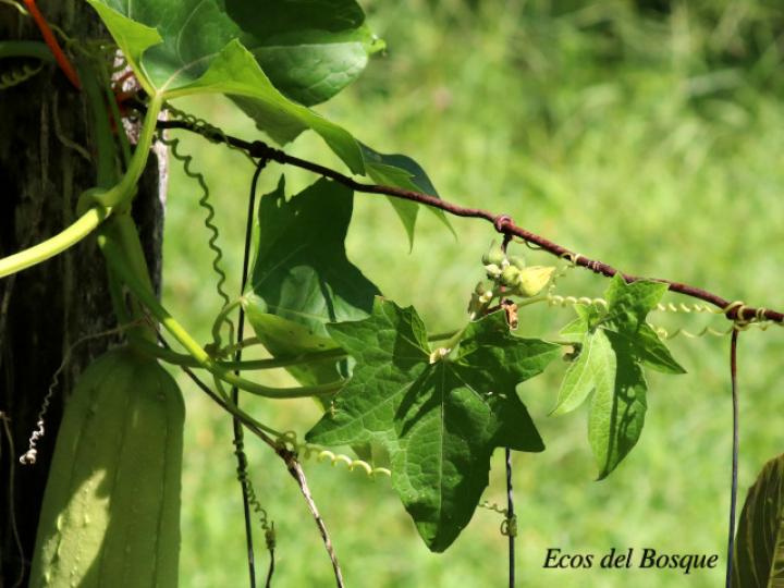 Luffa aegyptiaca (Paste, estopón)