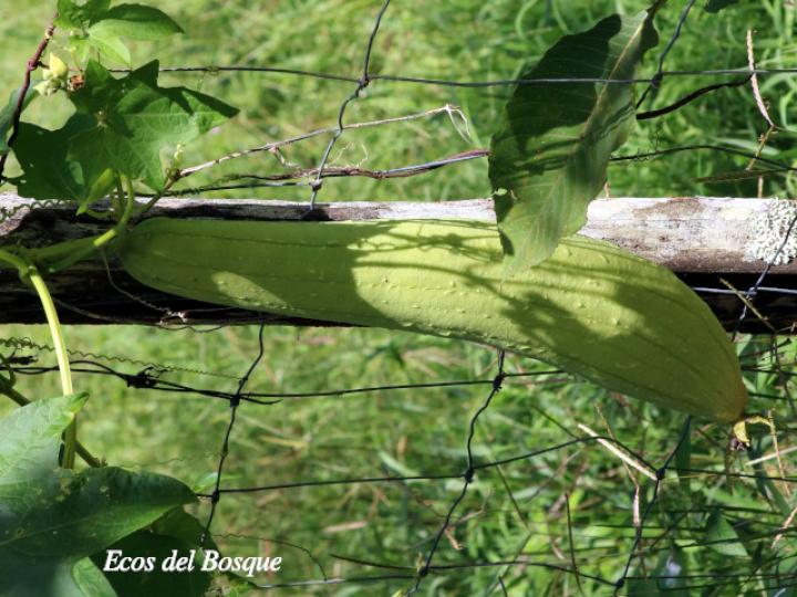 Luffa aegyptiaca (Paste, estopón)