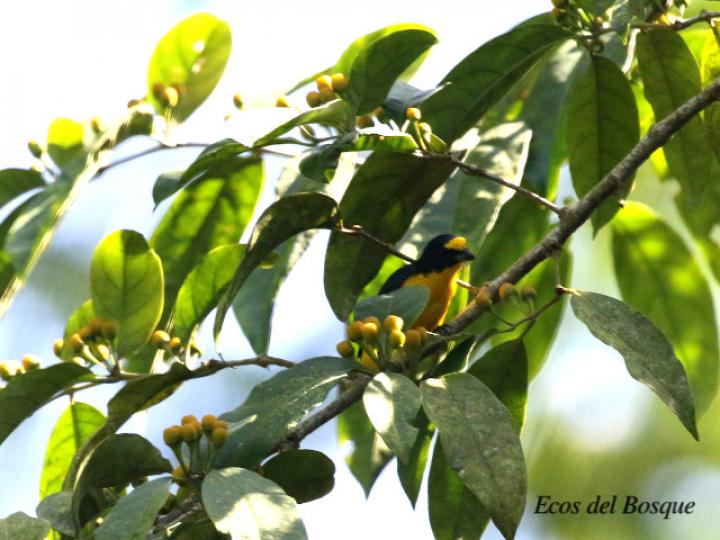 Eufonia gorgiamarilla alimentándose de frutos de esta Lycianthes
