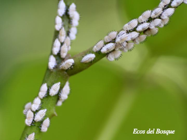 Membracis dorsata
