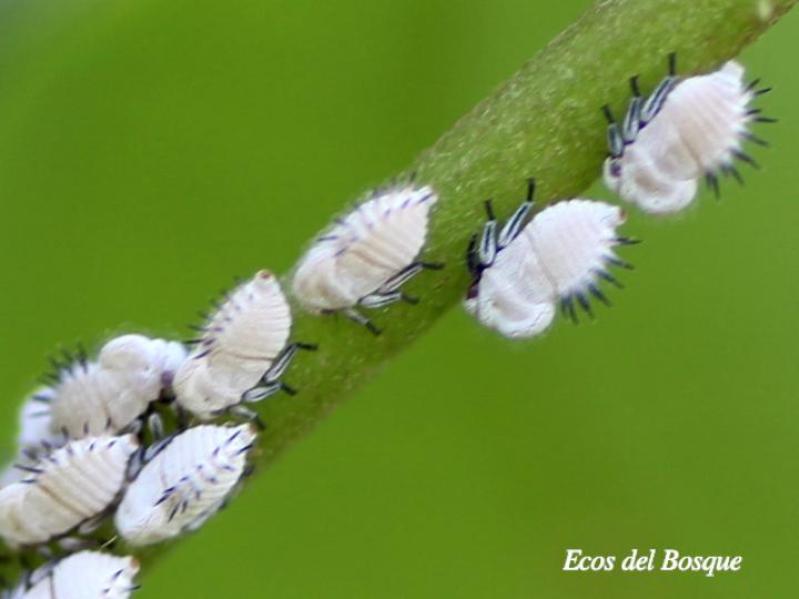 Membracis dorsata