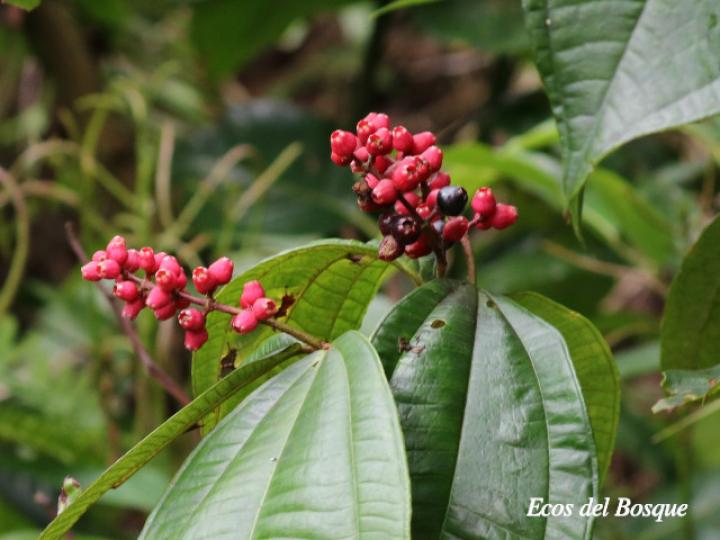 Miconia gracilis