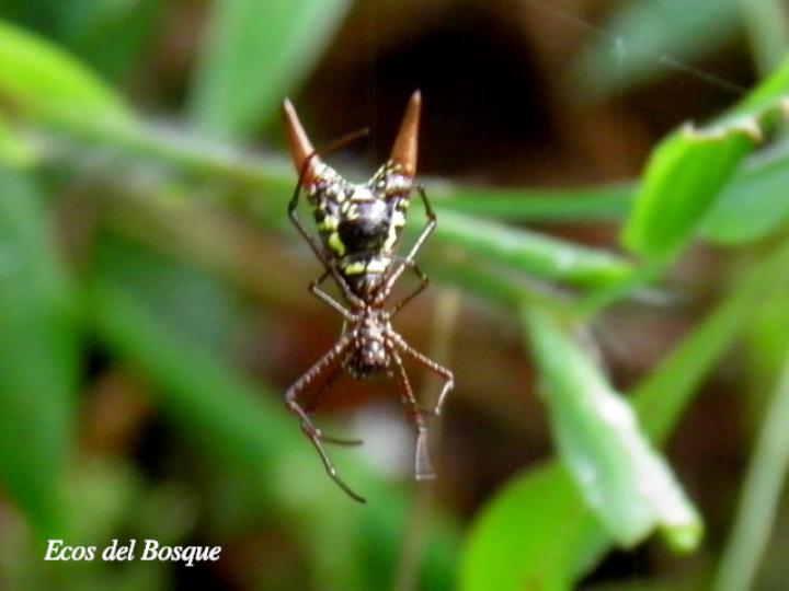 Micrathena sexspinosa (Araña flecha de seis puntas)