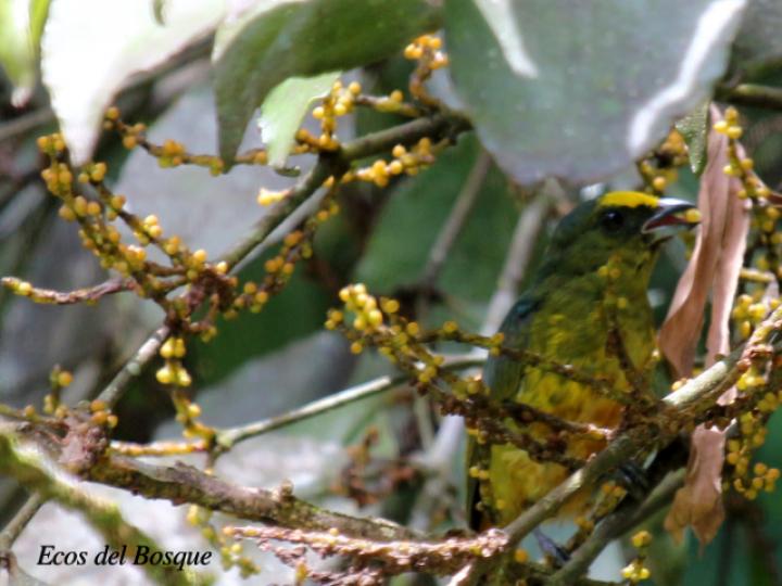 Phoradendron burgeri (Matapalo)